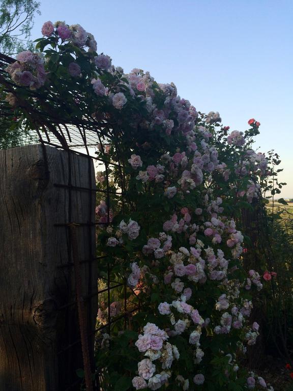 Coscio Di Badia Villa Naro ภายนอก รูปภาพ
